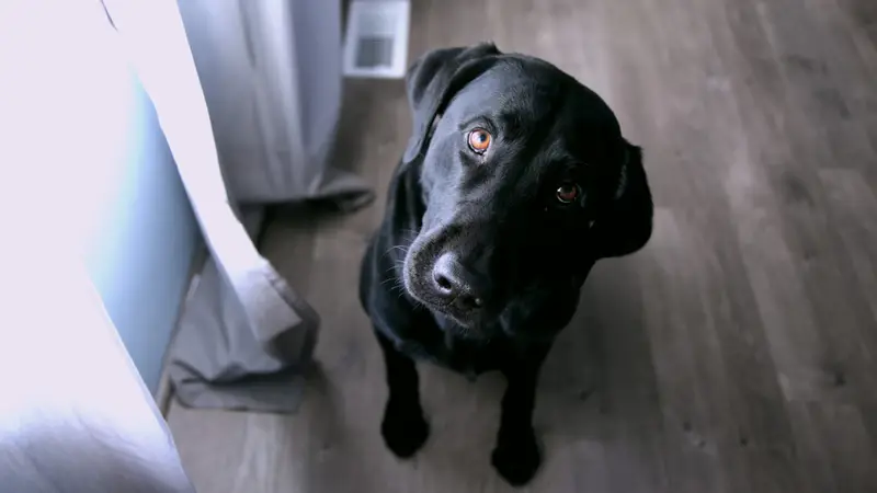 Parkview Animal Hospital preview