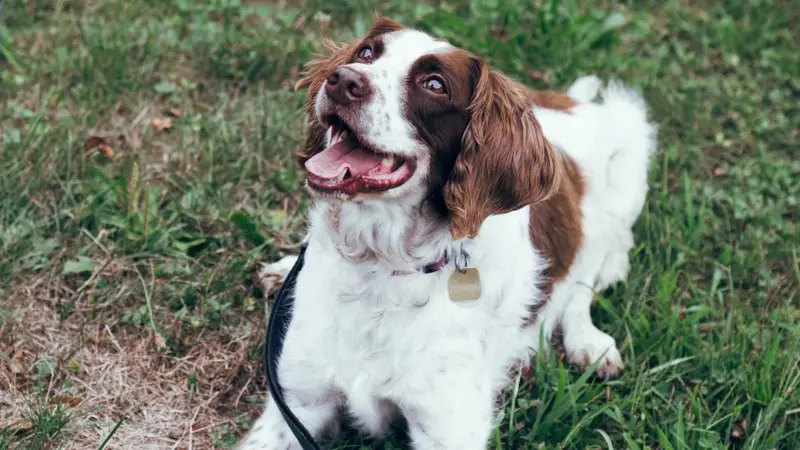 Happy K9 preview