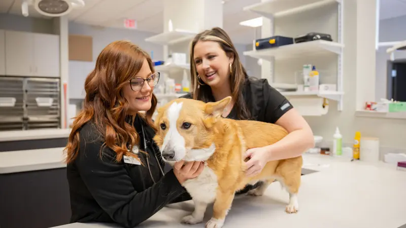 Paris Mountain Animal Hospital preview