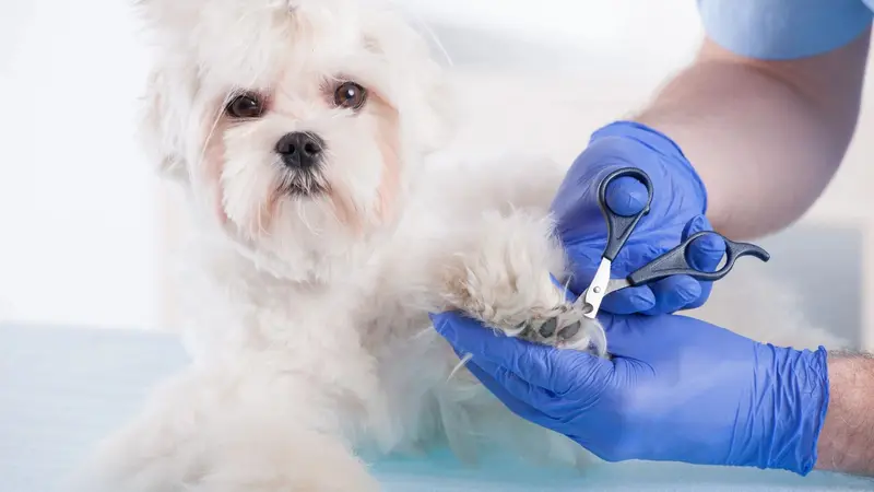 Dogs By Cindy preview