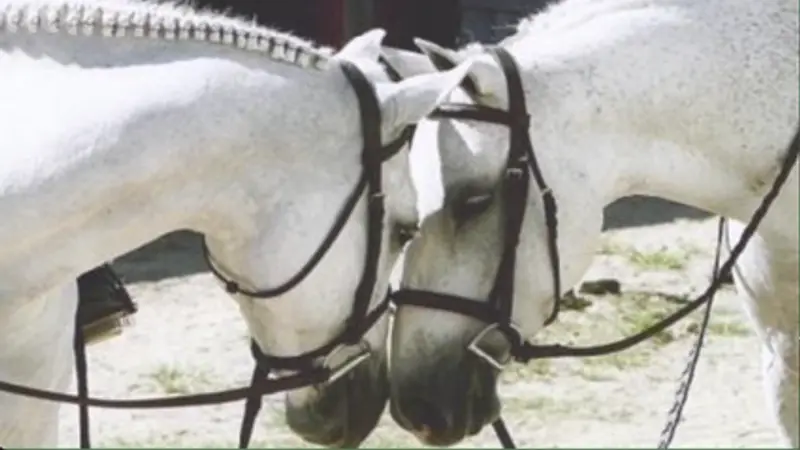 Briarwood Farm preview