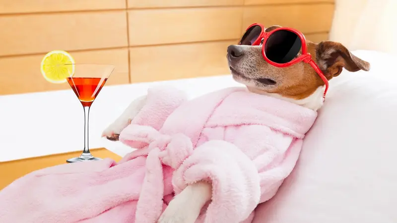 L'Pooch Salon preview
