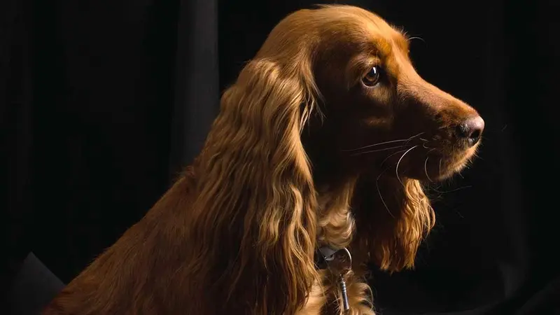 Pooch In the City preview