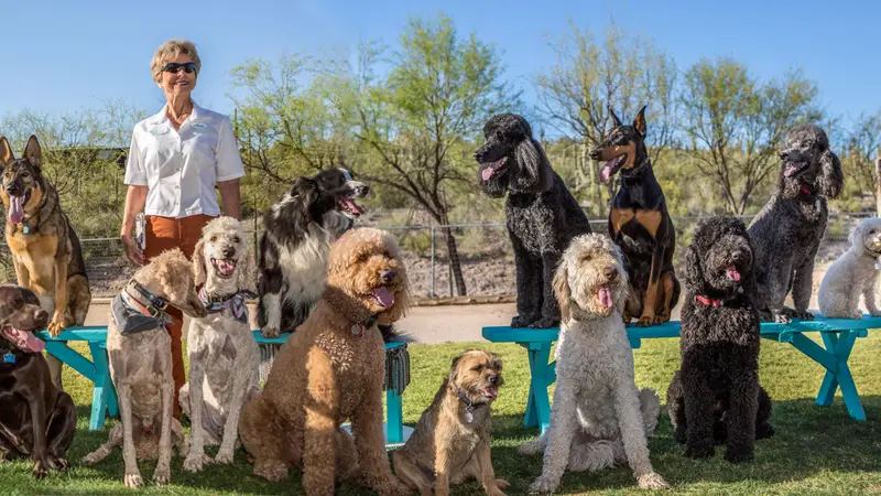 Animal Actors of Arizona preview