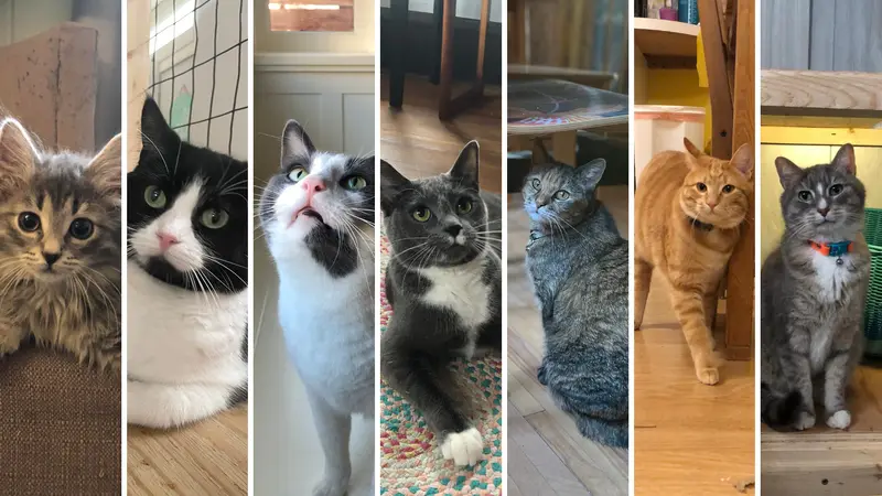 Minnepaws Cat Sitting and Boarding preview
