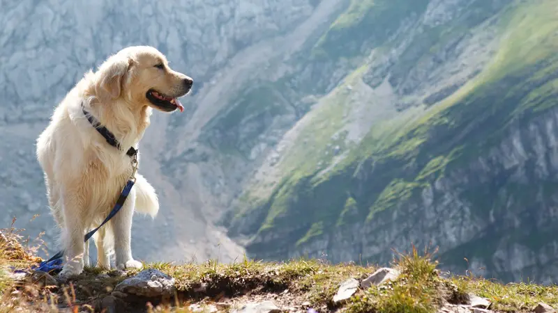 Paws of the Rockies Animal Hospital preview