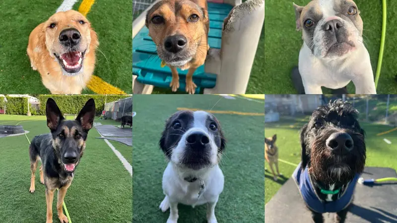 Dawg Tired Play Days preview