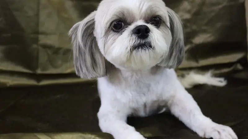 Clip-N-Clean Dog Grooming preview