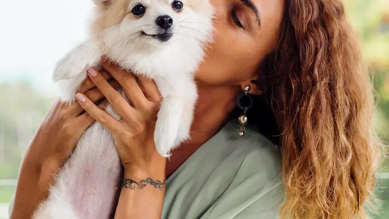 Diamond Dogs Grooming Salon preview