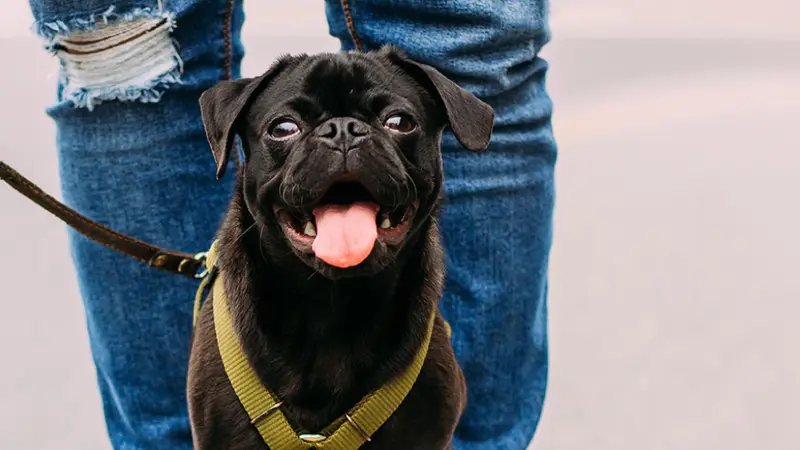 Hillsboro Animal Hospital preview