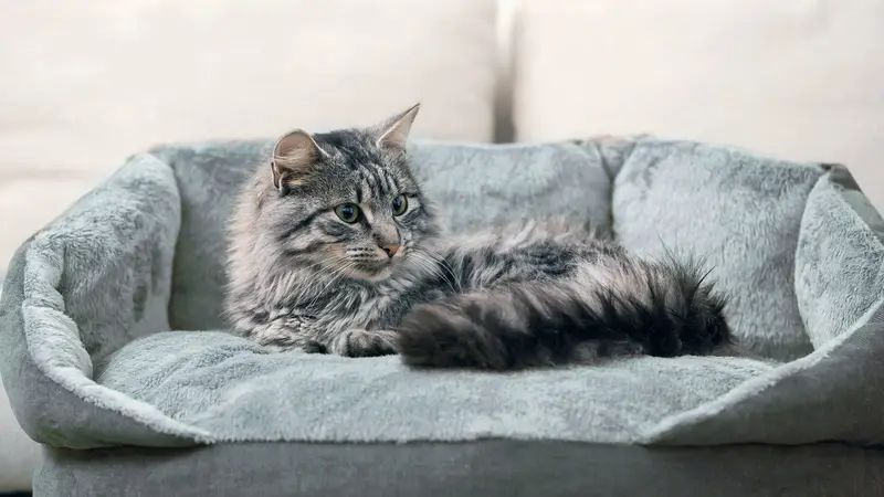 Cat Hospital of Sarasota preview