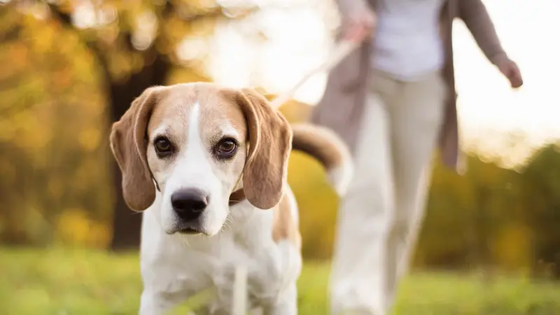 Happy Tails Pet Sitters preview