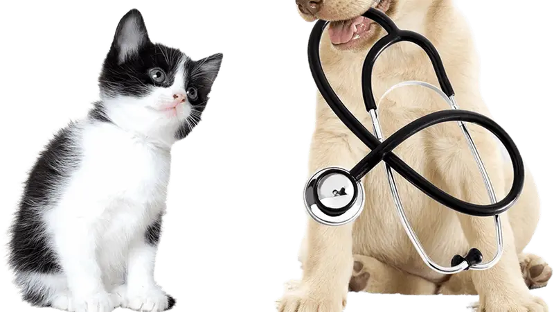 Animal Medicine and Surgery Clinic preview