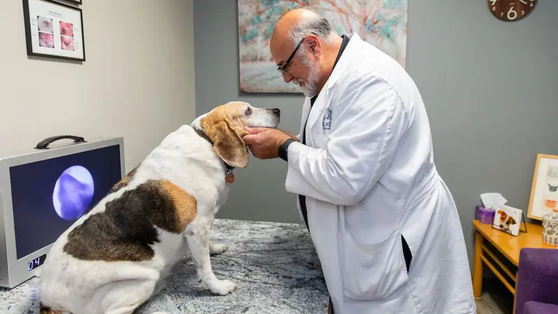 Fur Kids Allergy & Dermatology preview