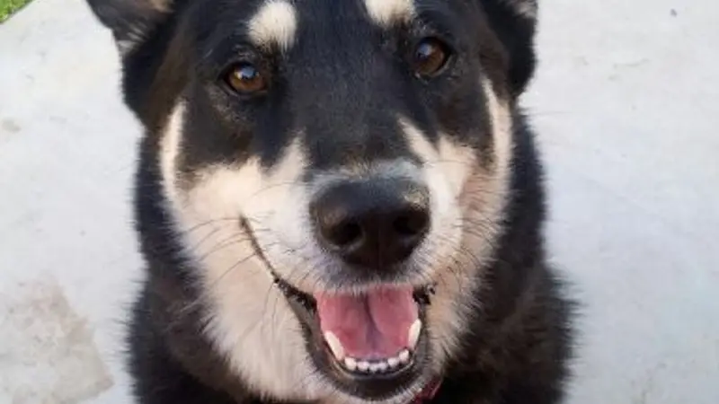 Love Your Pets Too preview