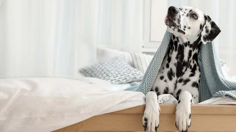 380 West Animal Hospital preview