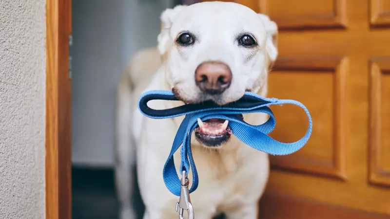 Pets Are Cool! Professional Pet Sitting preview