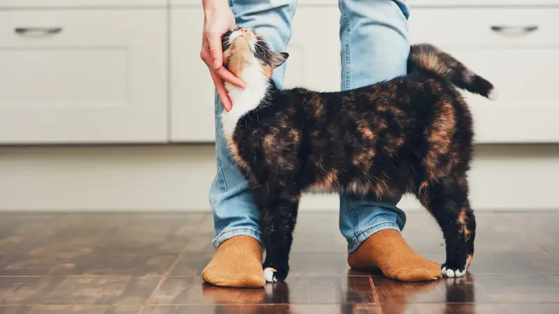Purr Inc preview