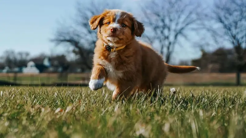 Quail Creek Veterinary preview