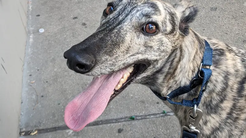 The Bushwick Dog Walking Company preview