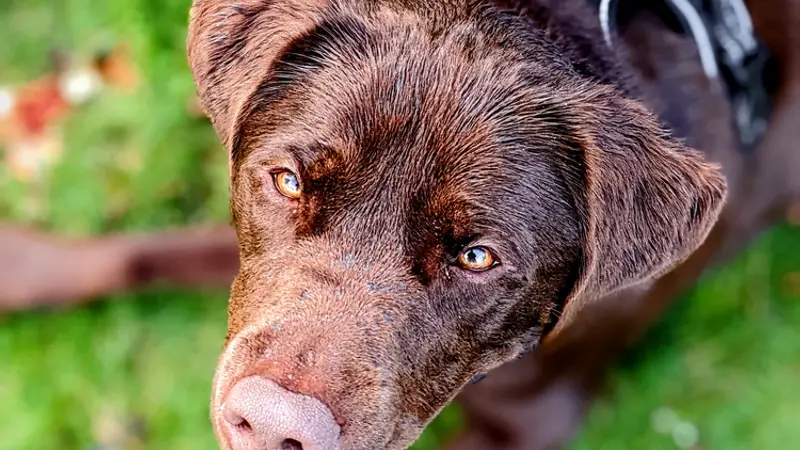 Pooch Patrol preview