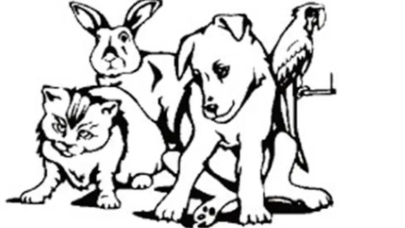 Fur & Feathers Pet Grooming preview