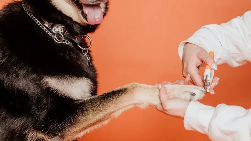 Floof Grooming Salon preview