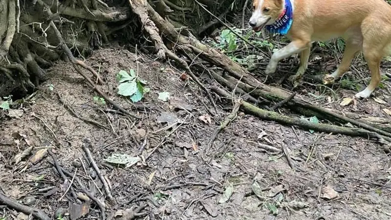 Fido's Forest Dog Park: Appointment and Registration Required preview