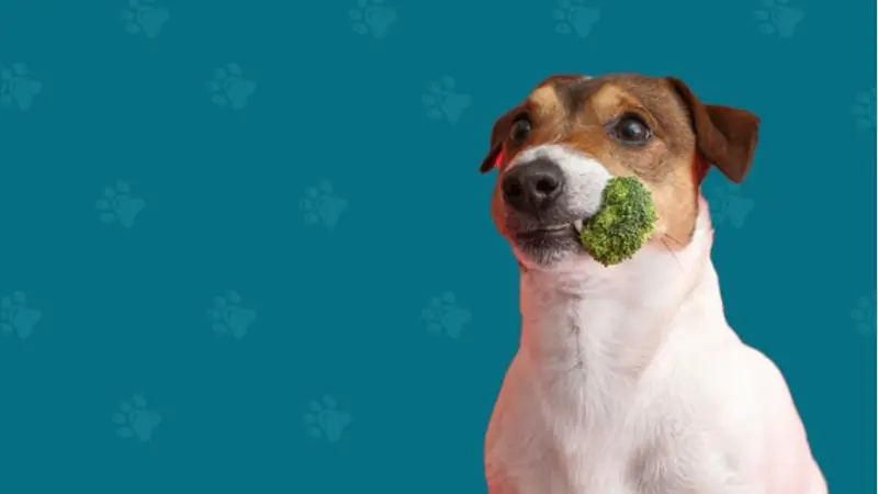 Pet Pros preview