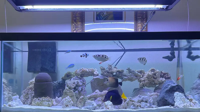 Current Tides Aquariums preview