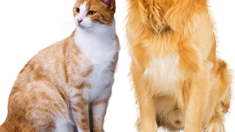Valley Vetco preview