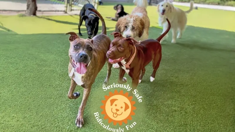 PetSuites preview