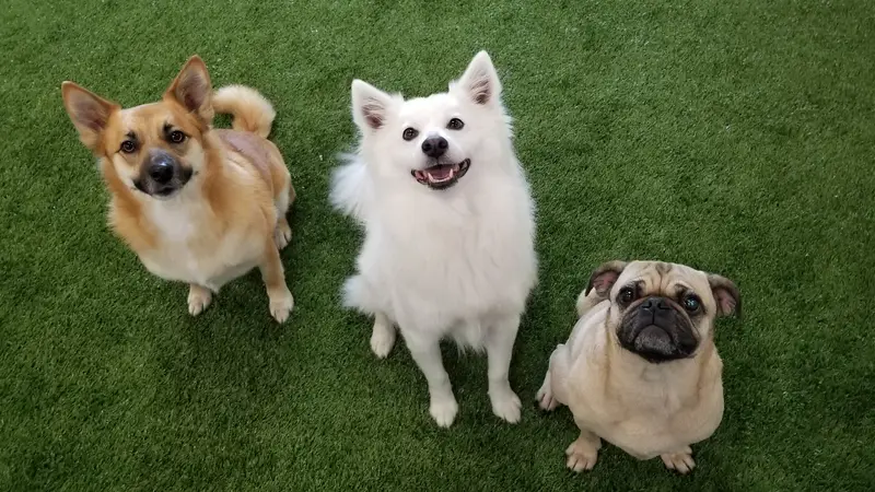 Dog Den preview