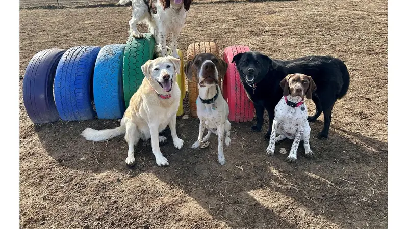 Clever Paws Dog Training preview