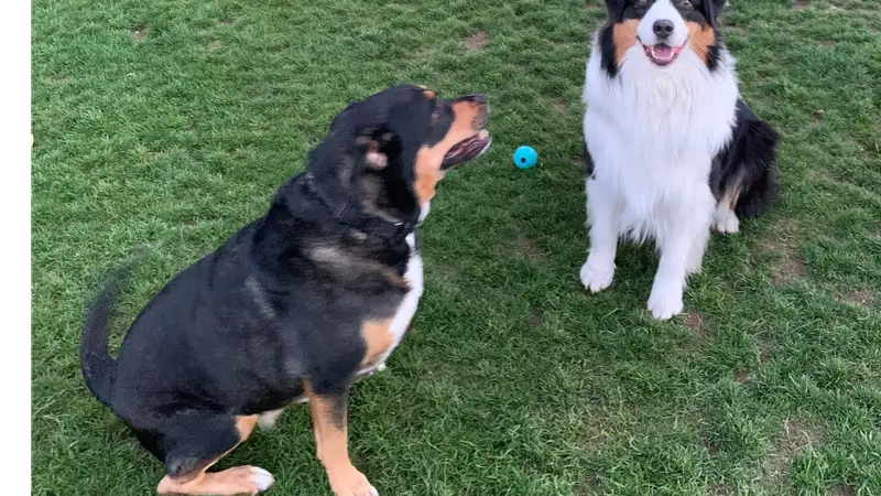 SaddleBrooke Dog Park - Private Community Park preview