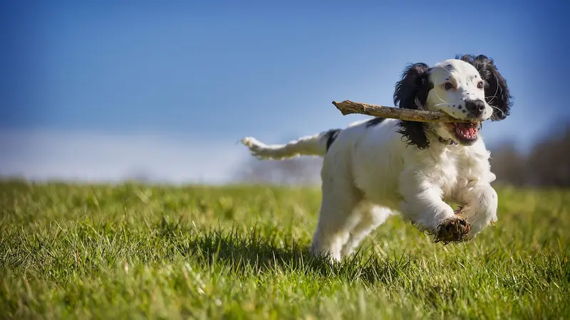 Avenue Animal Wellness + Emergency preview