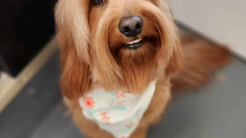 Diamond in the Ruff Mobile Pet Spa preview
