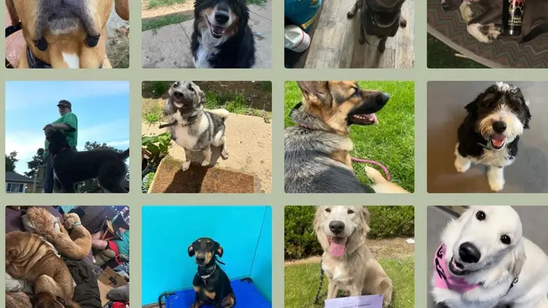 Northstar Canine Training preview
