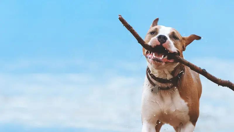Dr. Nina's Animal Hospital Sarasota preview