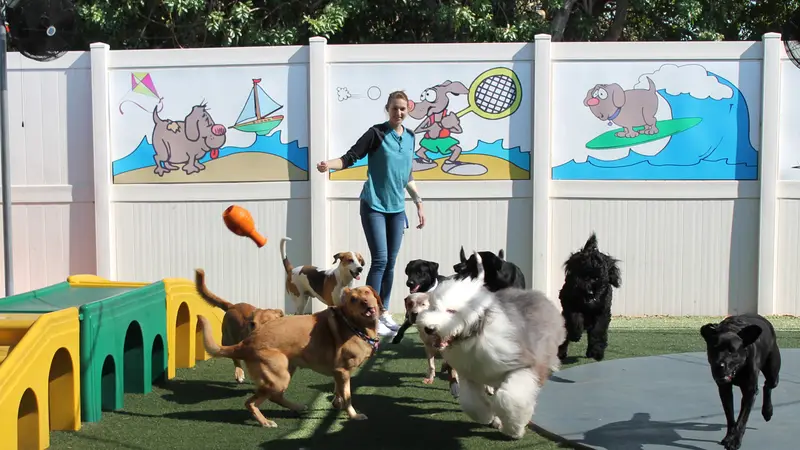 Bayshore Pet Resort preview