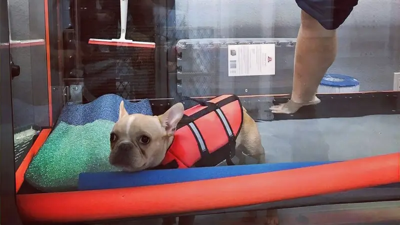Healing Hands for Pets preview