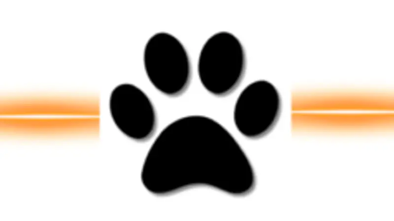 Total Dog Tampa preview
