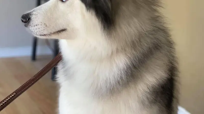 Best Friends Pet Salon preview