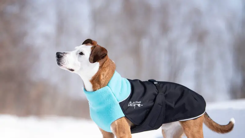 Chilly Dogs preview