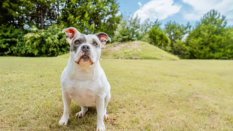 Humane Society of North Texas preview