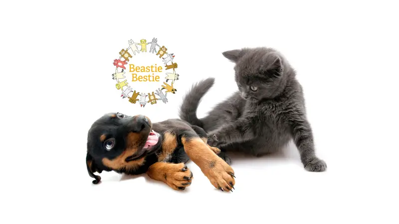 Beastie Bestie Pet Provisions preview