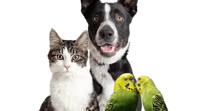 V.E.T. Care Hospital and Pet Resort preview