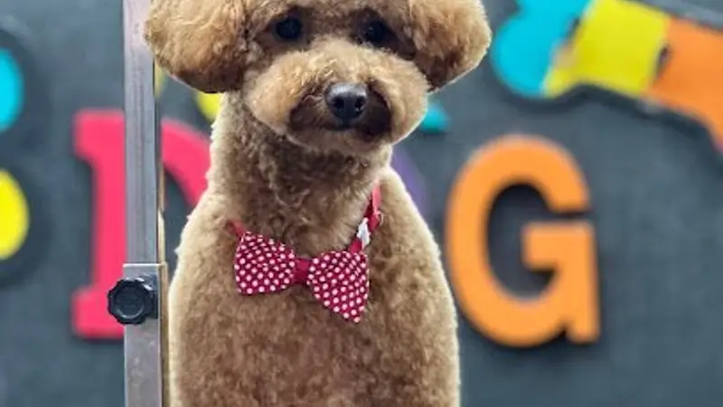 Pet Grooming Sr. Dog Services preview