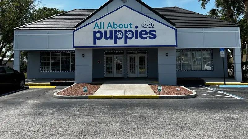 All About Puppies preview