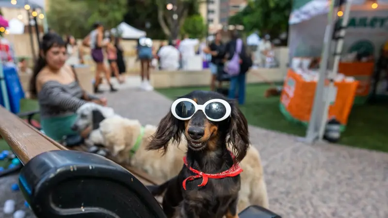 Dog Day Afternoon preview